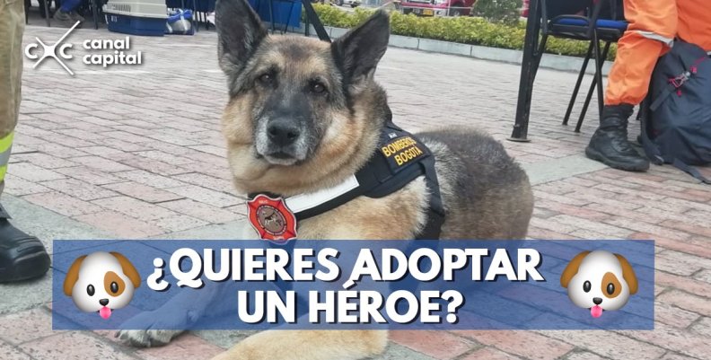 adopta-heroe adopta-heroe