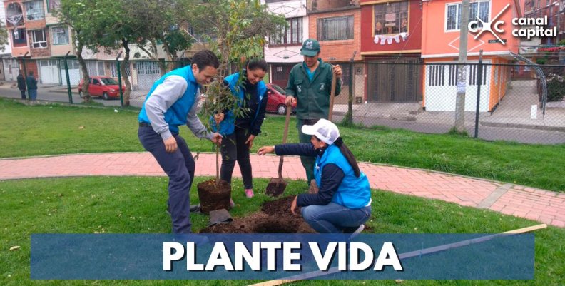 plantacion-arboles plantacion-arboles