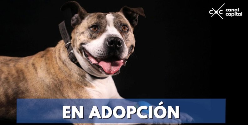 Estos perros en adopción buscan hogar Estos perros en adopción buscan hogar