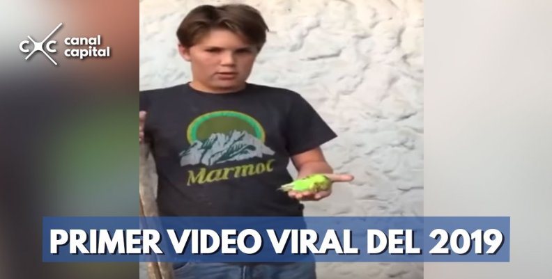 chimuelo chimuelo