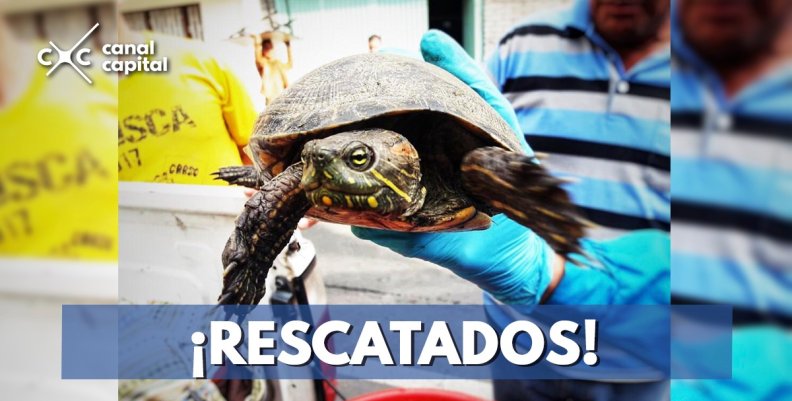 Recuperados 69 animales silvestres que iban a ser traficados en Bogotá Recuperados 69 animales silvestres que iban a ser traficados en Bogotá