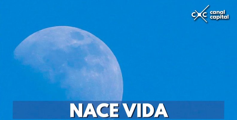 luna-crece-semilla-algodon luna-crece-semilla-algodon