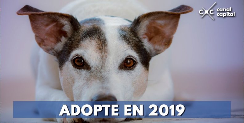 adopcion-mascotas adopcion-mascotas