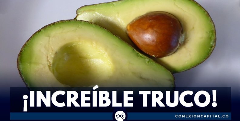 aguacate aguacate