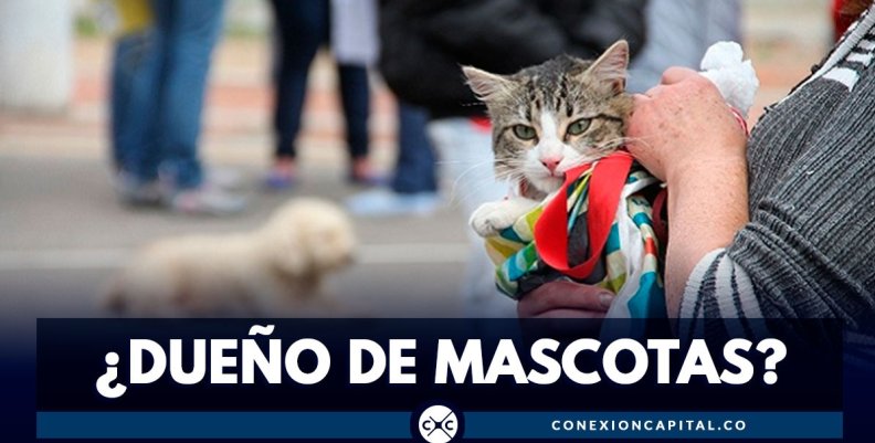 esterilizacion-mascotas esterilizacion-mascotas