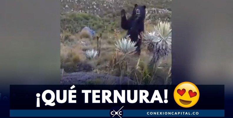 oso-andino oso-andino