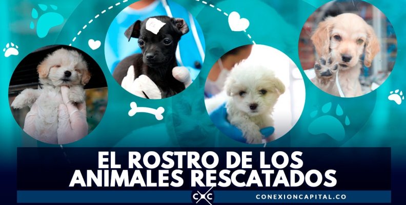perros-rescatados perros-rescatados