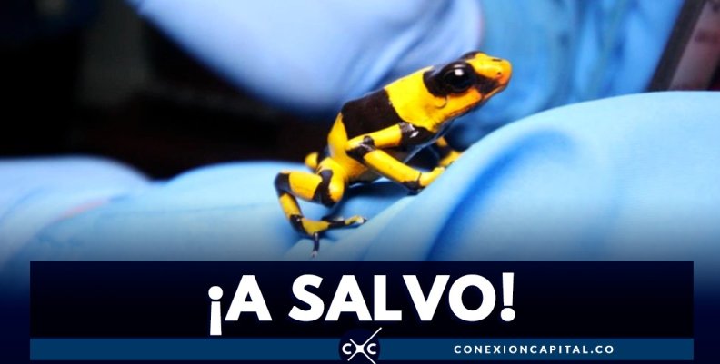 Ranas rescatadas Ranas rescatadas