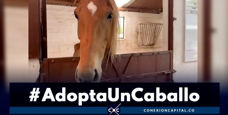 #AdoptaUnCaballo #AdoptaUnCaballo