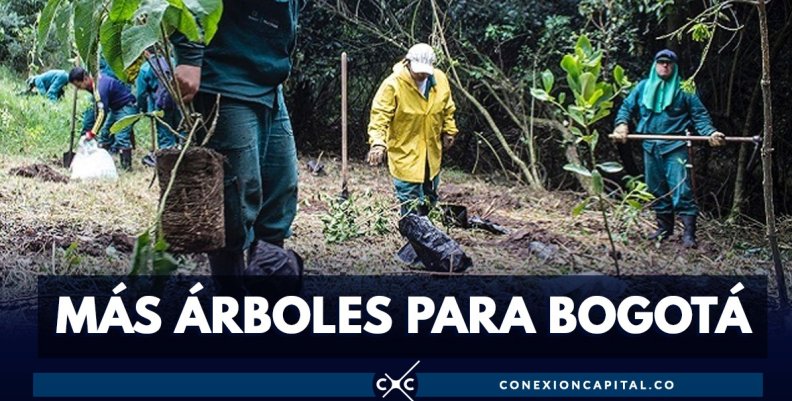 Siembra de árboles Siembra de árboles