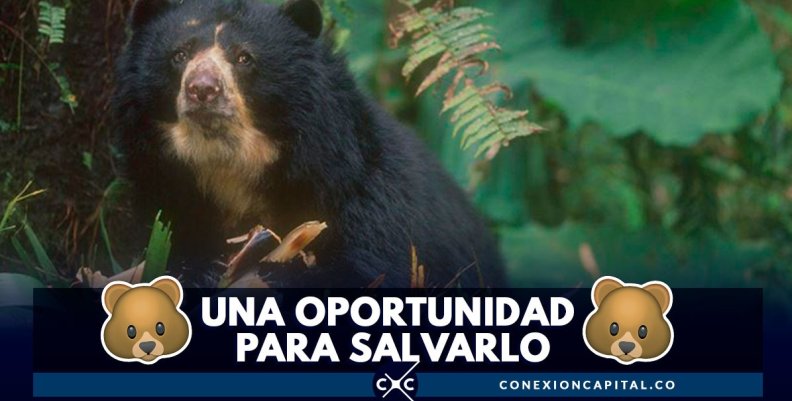 oso-anteojos-suramerica oso-anteojos-suramerica