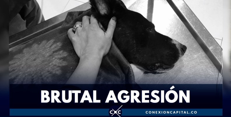 perrito-negro-empalado perrito-negro-empalado