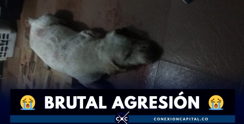 perra-brutal-agresion perra-brutal-agresion