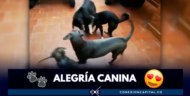 perros-proteccion-animal perros-proteccion-animal