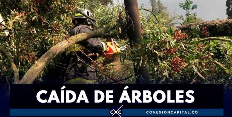 caida-arboles-bogota caida-arboles-bogota