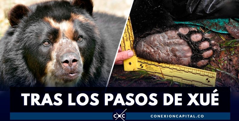 oso-anteojos-GPS oso-anteojos-GPS