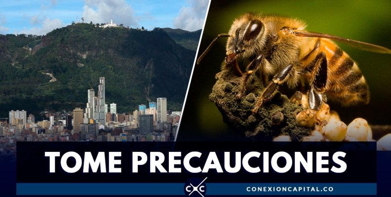 ataques-abejas-bogota ataques-abejas-bogota