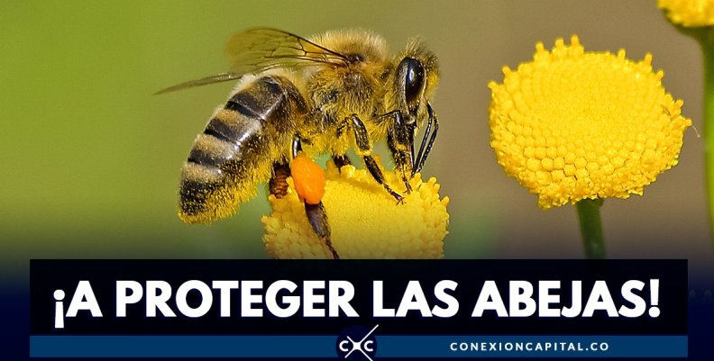 Protección de abejas Protección de abejas