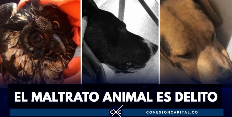 casos-matrato-animal casos-matrato-animal
