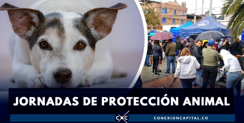 microchips-perros-ciudad-bolivar microchips-perros-ciudad-bolivar