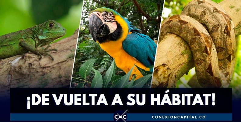 Animales silvestres Animales silvestres