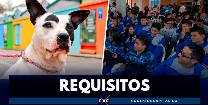 requisitps-servicio-social-proteccion-animal requisitps-servicio-social-proteccion-animal