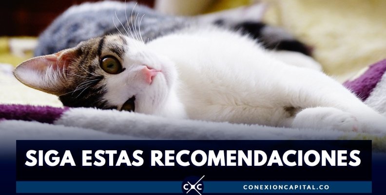 Gatos Gatos