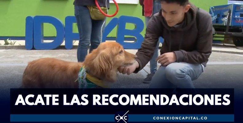 Mascotas Mascotas