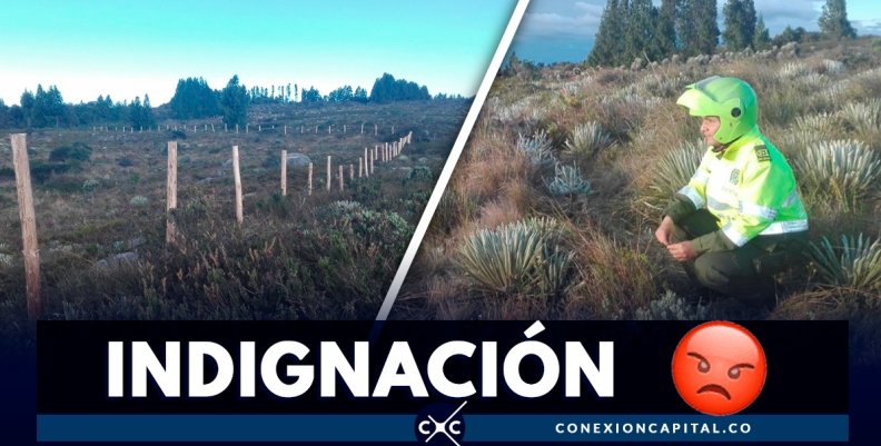 daño-frailejones daño-frailejones