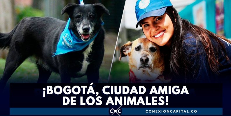Animales Animales