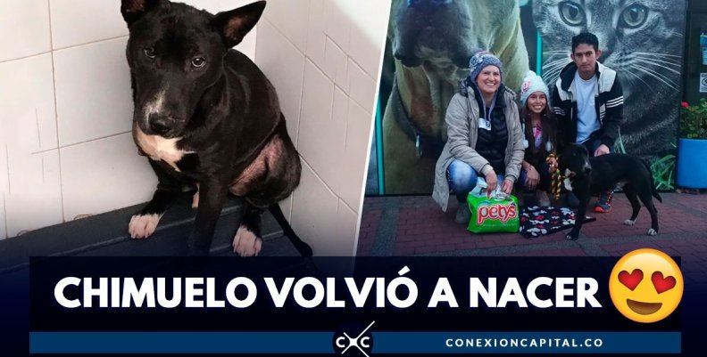 adopcion-chimuelo adopcion-chimuelo
