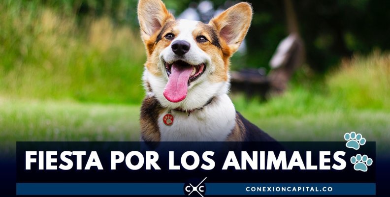 fiesta-animales-bogota fiesta-animales-bogota