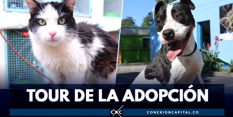 adopcion-perro-gato adopcion-perro-gato