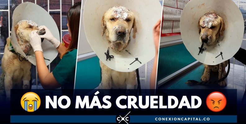 perro-maltratado perro-maltratado