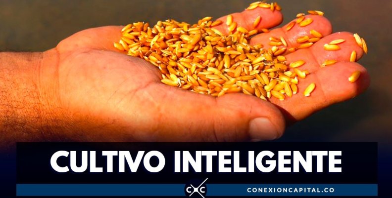 cultivos-inteligentes-arroz cultivos-inteligentes-arroz