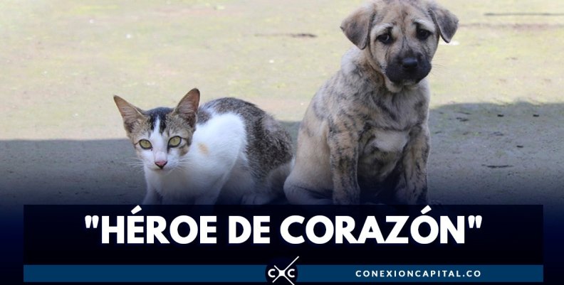 Mascotas Mascotas