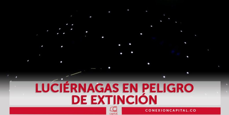 Luciérnagas en peligro de extinción Luciérnagas en peligro de extinción