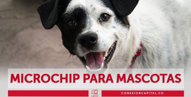 Jornada por los animales en Ciudad Bolívar Jornada por los animales en Ciudad Bolívar