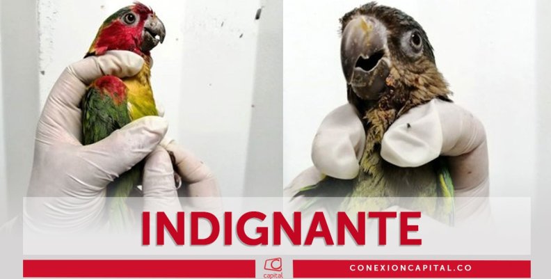 Rescatan a cotorrada pintada por traficantes Rescatan a cotorrada pintada por traficantes