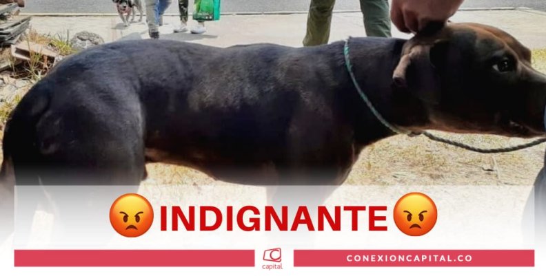 Perro fue lanzado de puente vehicular en Kennedy Perro fue lanzado de puente vehicular en Kennedy