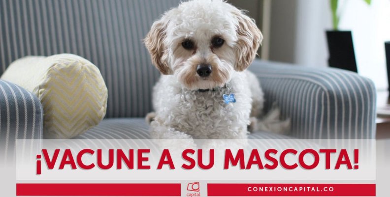 Vacunación de mascotas en Kennedy Vacunación de mascotas en Kennedy
