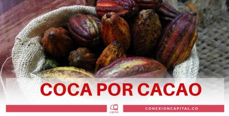 Coca po cacao Coca po cacao
