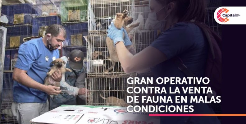 Gran operativo contra maltrato animal en Plaza El Restrepo Gran operativo contra maltrato animal en Plaza El Restrepo