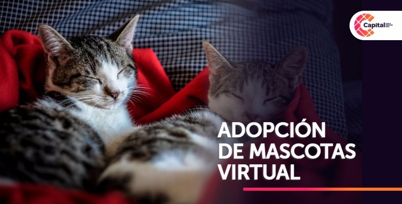 Campaña de adopción durante cuarentena Campaña de adopción durante cuarentena