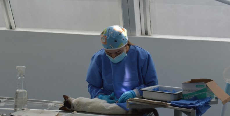 Esterilización en Bogotá Esterilización en Bogotá
