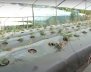 agroquímicos
