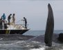 ballenas