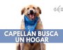 Capellán-busca-un-hogar