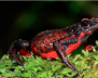 Especies en vía de extinción