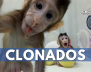 clonados